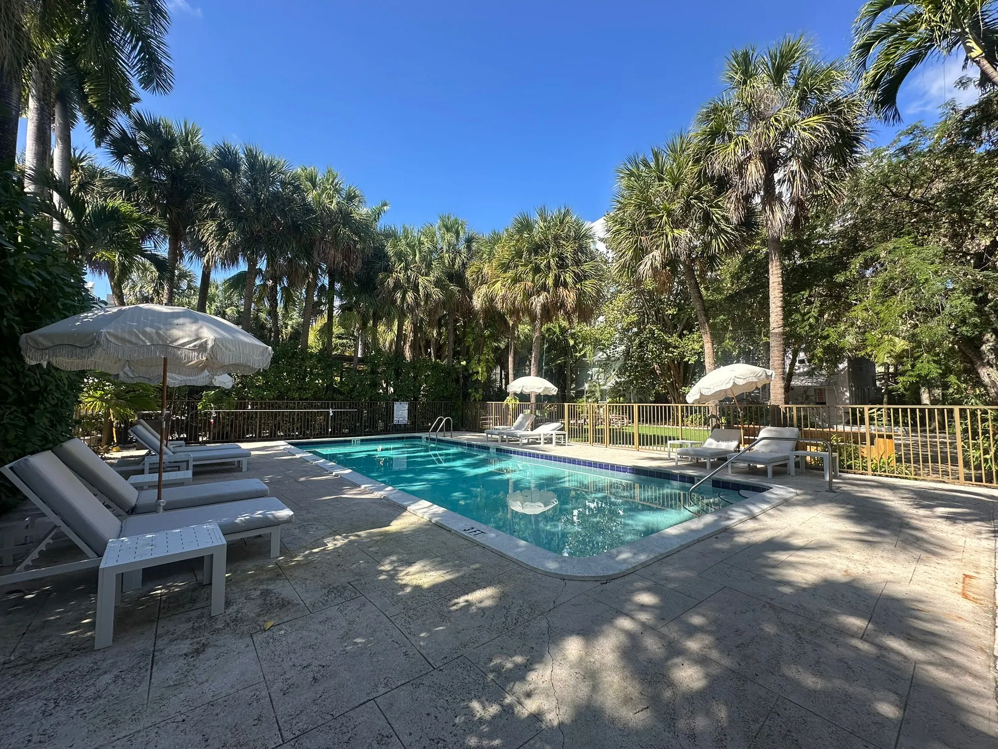 The pool under palms, loungers and umbrellas along one side