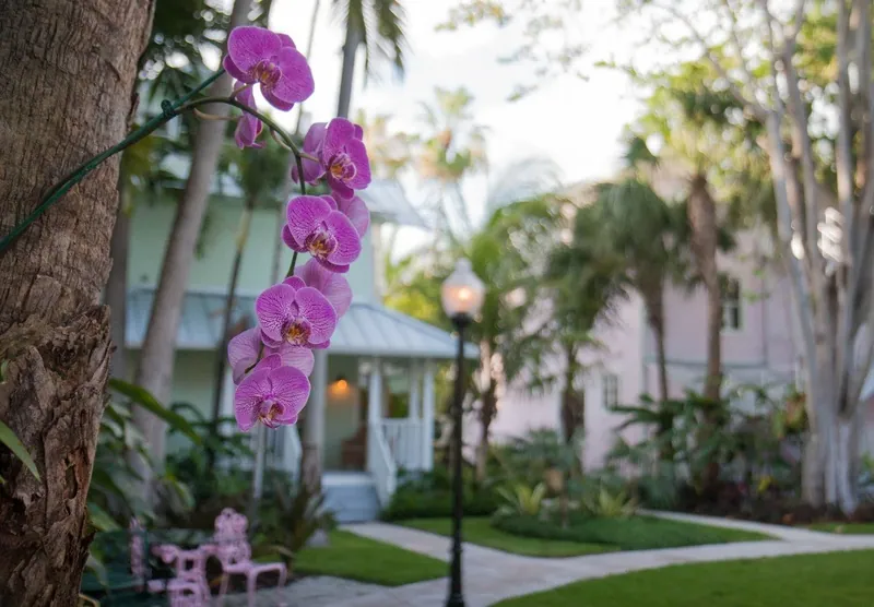 Flowering orchids in the inn gardens