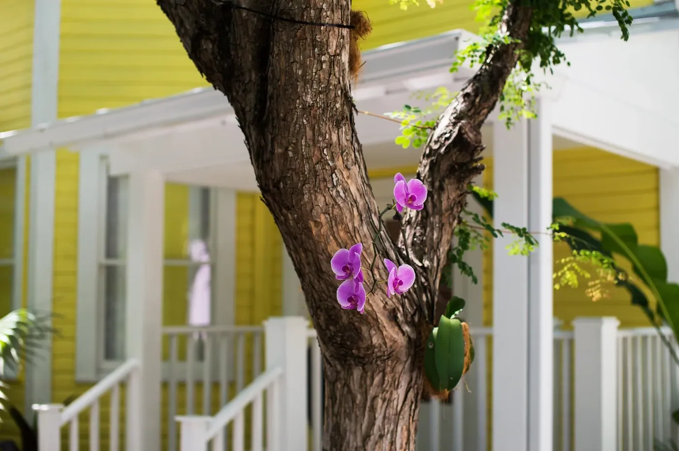 Orchids growing on the trunk of a garden tree